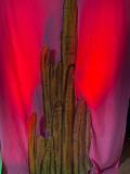IMG-20240618-WA0066