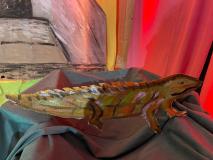 IMG-20240618-WA0060